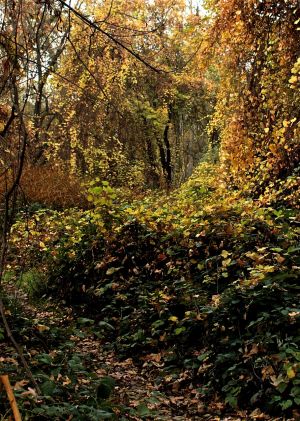 Nature WS - 01.jpg
